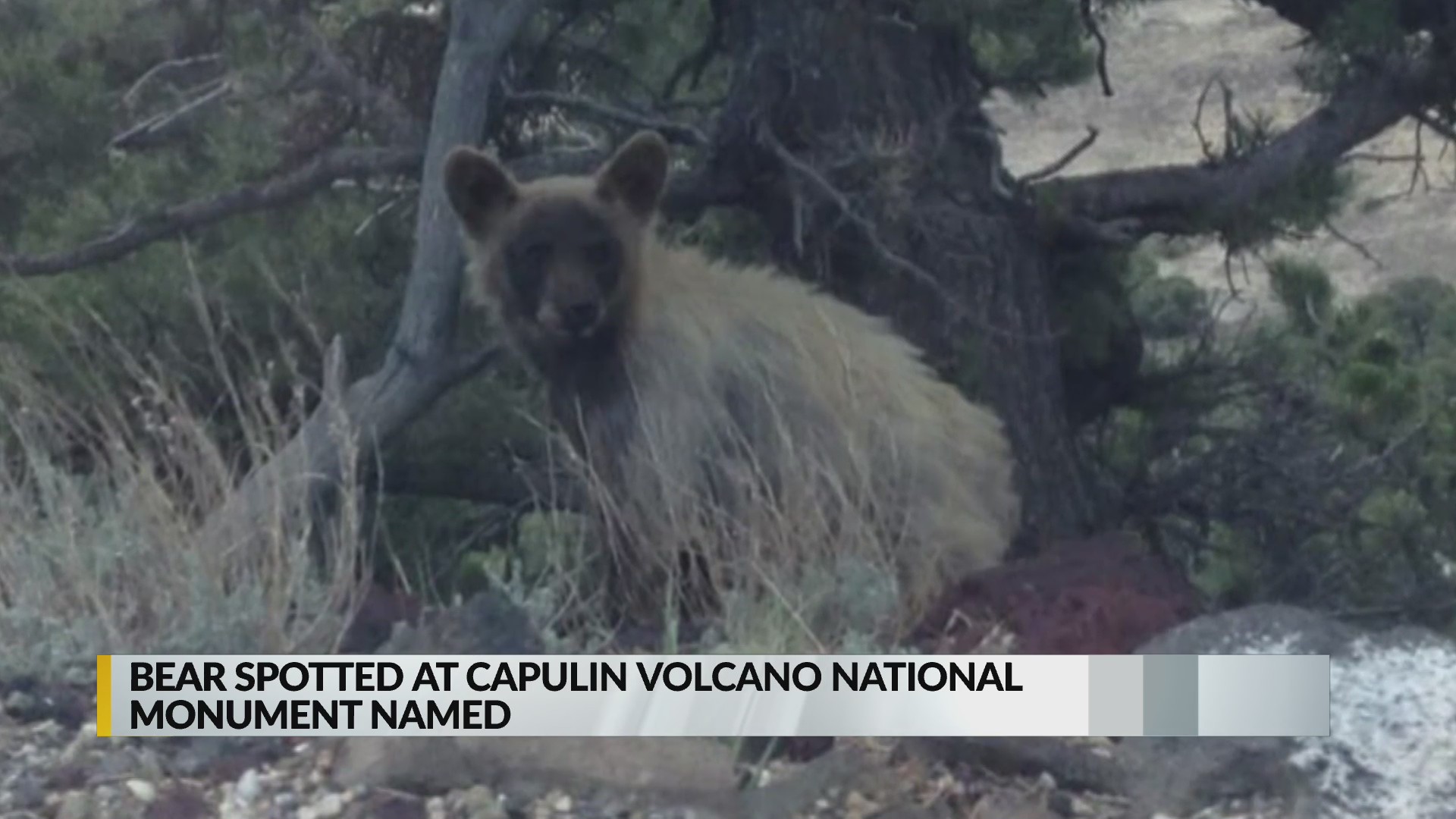 Bear spotted at Capulin Volcano National Monument named KRQE NEWS 13