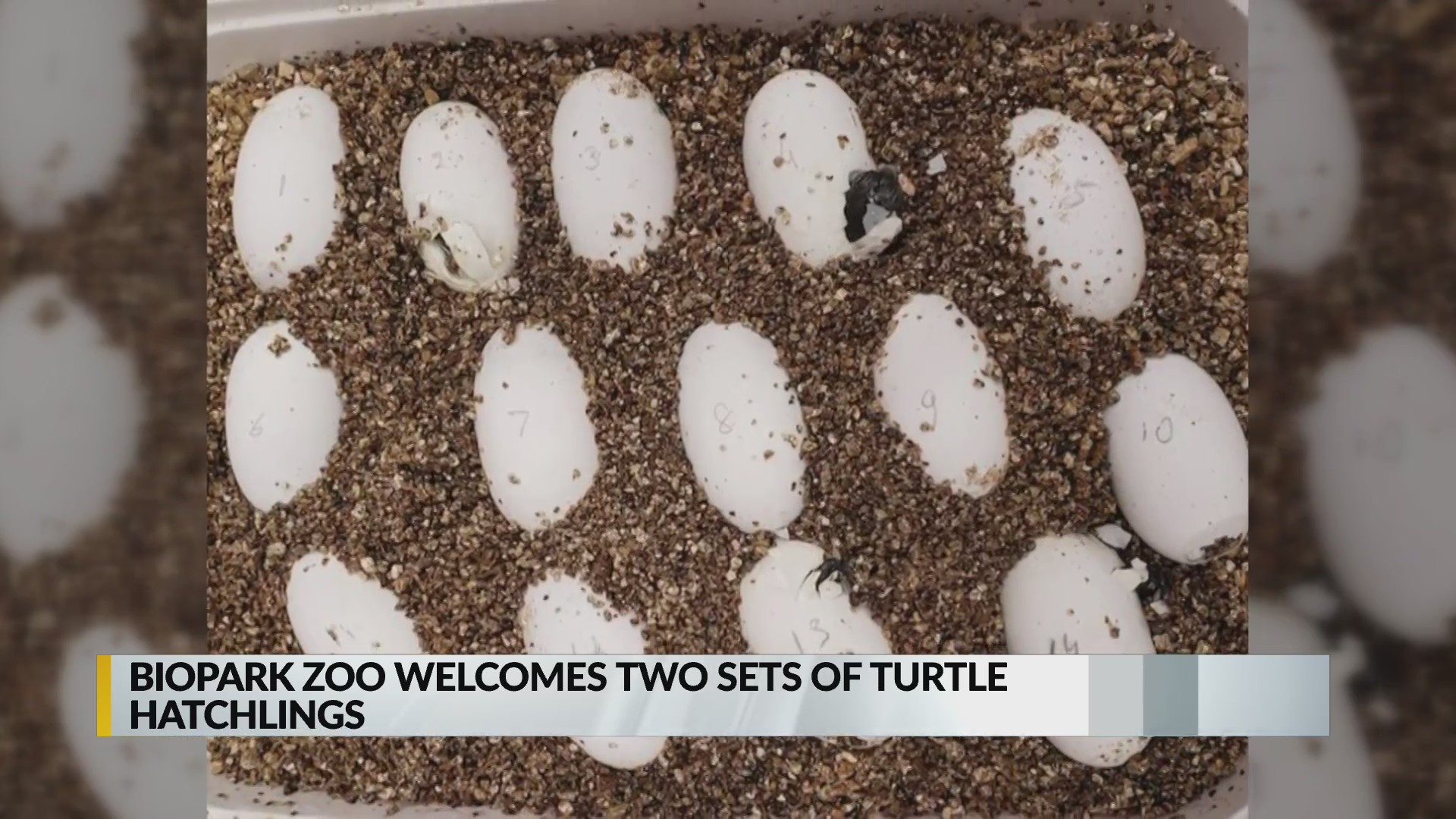BioPark two sets of turtle hatchlings KRQE NEWS 13