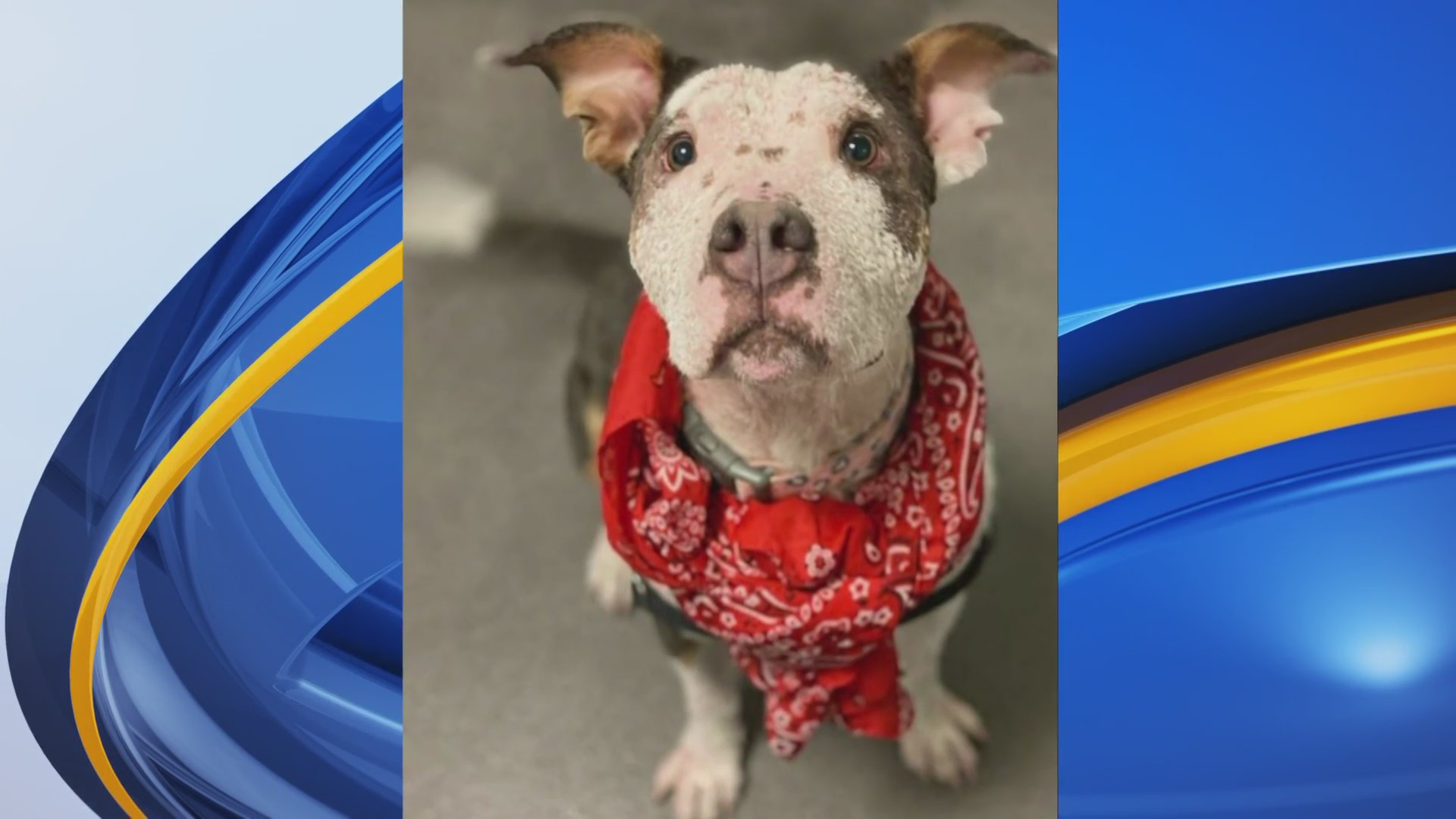 Lucky Paws hosts fashion show for adoptable pets KRQE NEWS 13