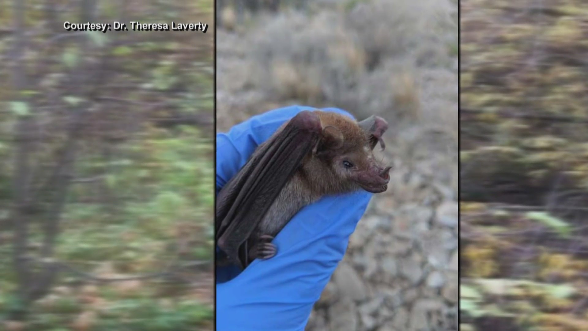 New Mexico Game and Fish announce 2021 projects KRQE NEWS 13 Breaking News, Albuquerque News