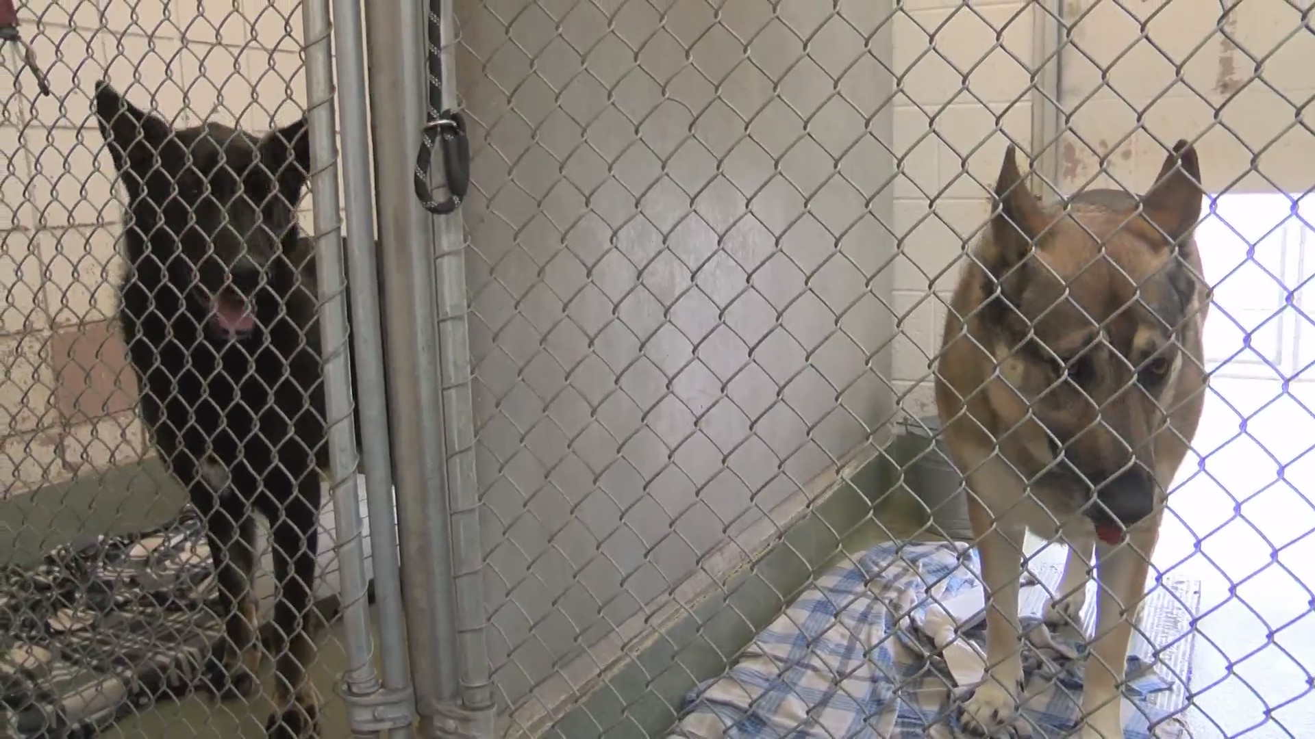 Albuquerque Animal Welfare need fosters during coronavirus pandemic