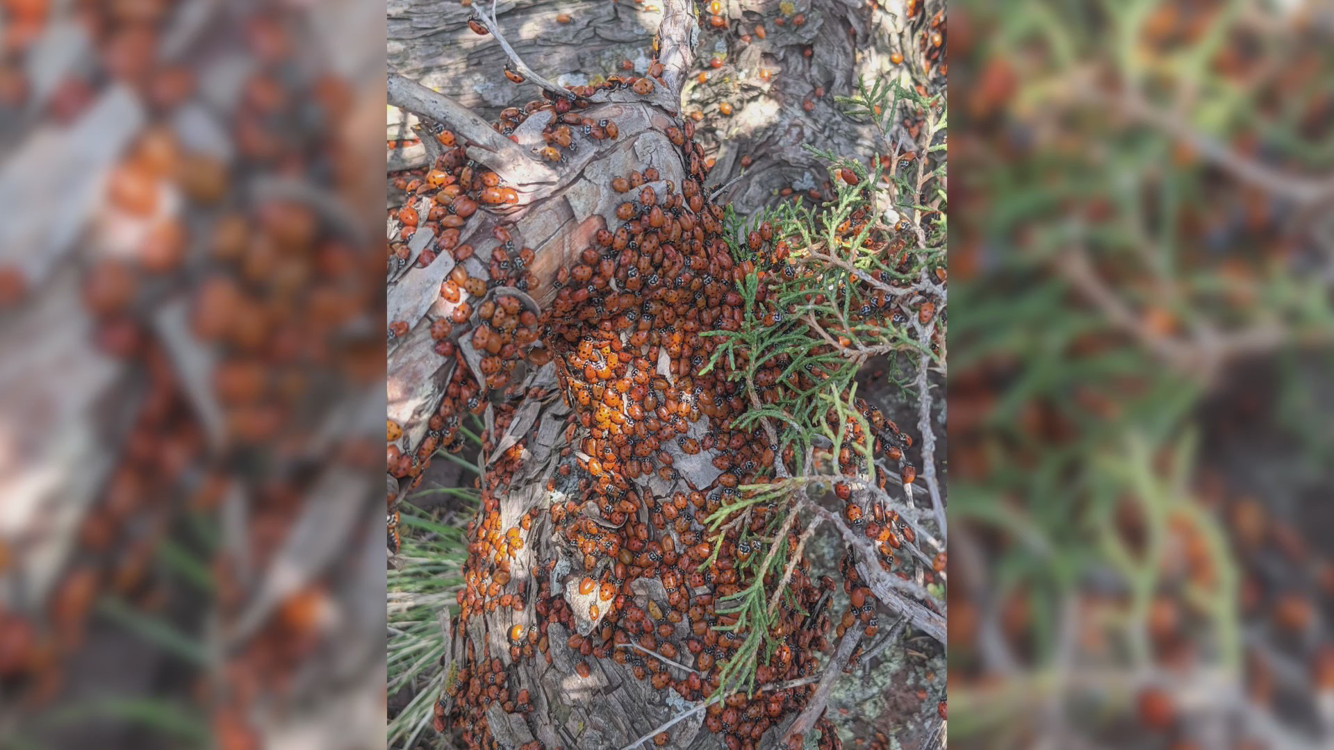 Ladybugs are back at Capulin Volcano KRQE NEWS 13 Breaking News