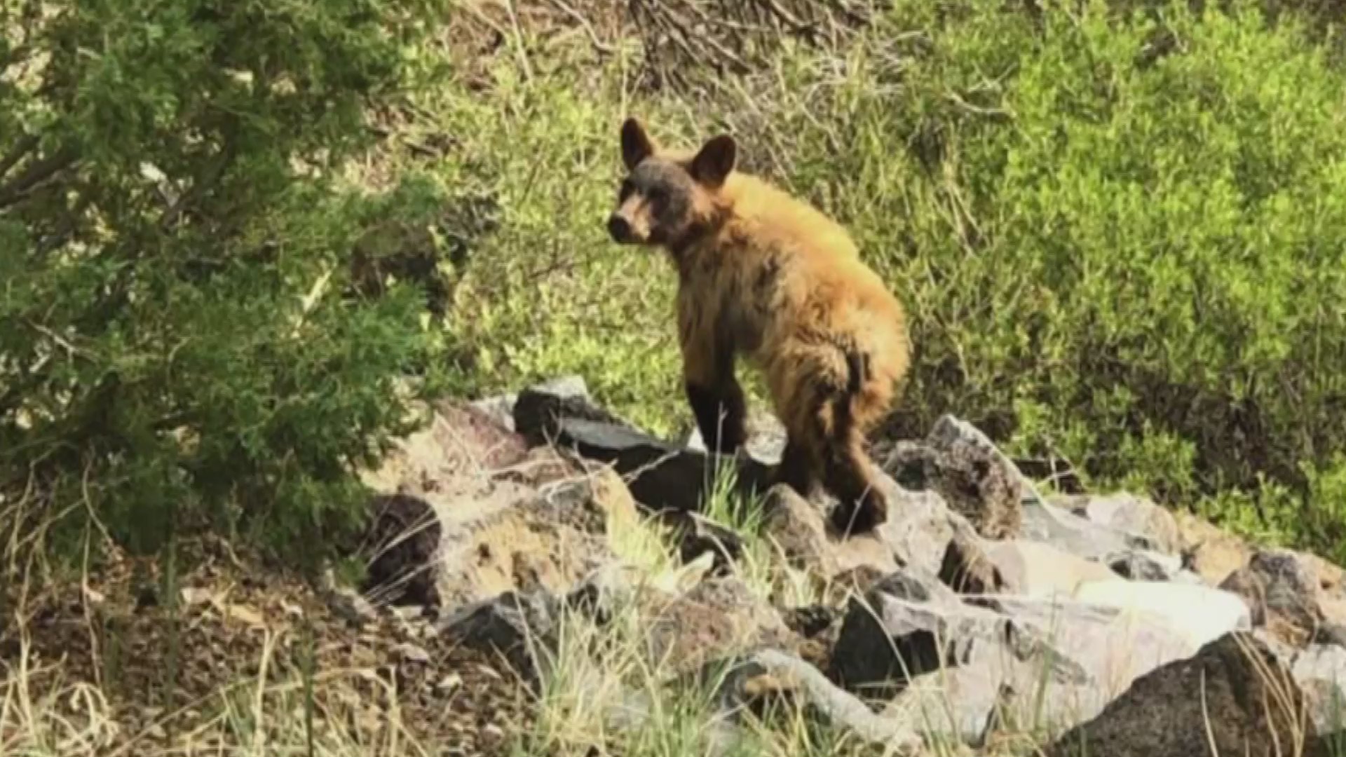 Bear spotted at Capulin Volcano National Monument KRQE NEWS 13