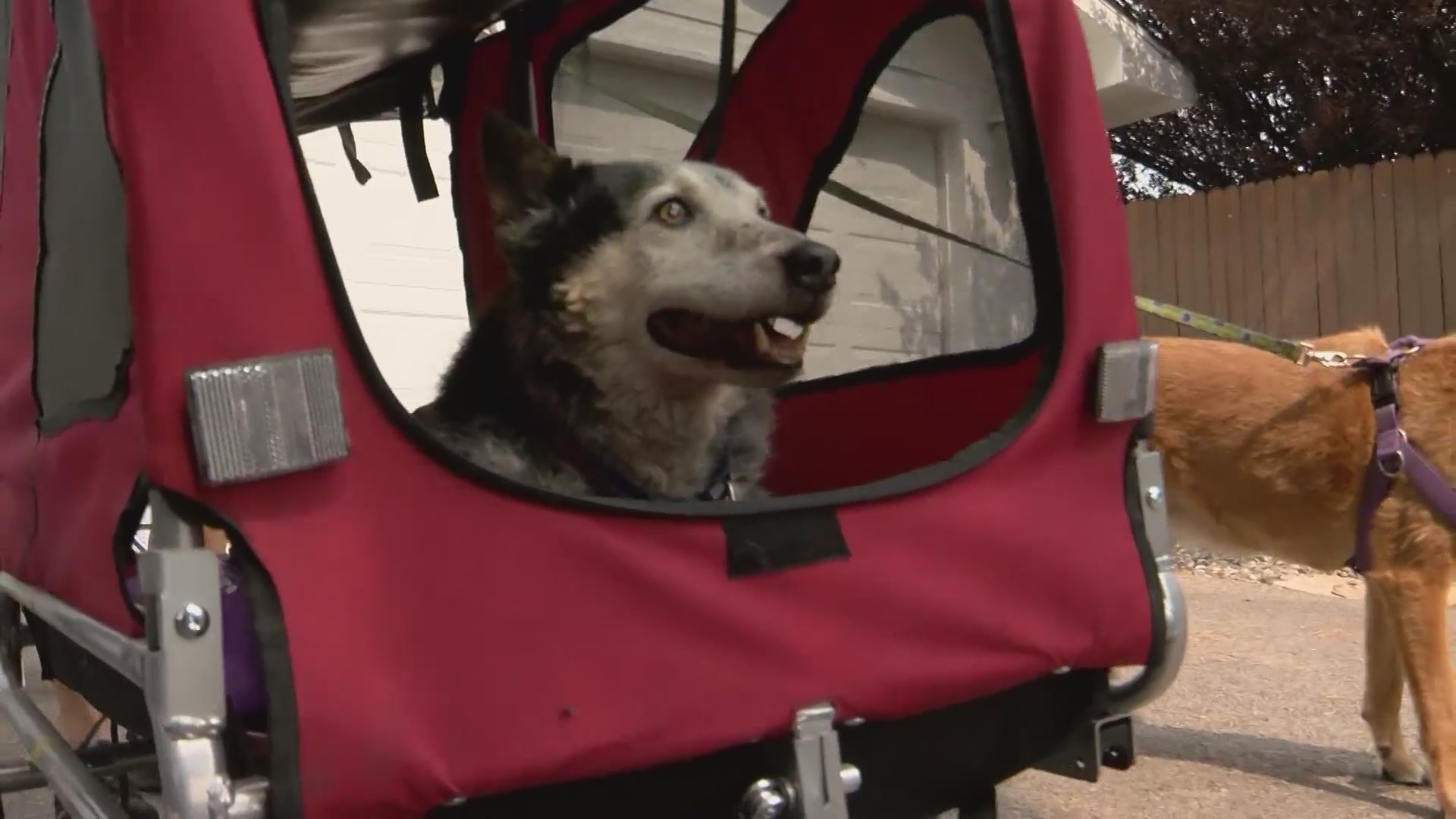 Why a New Mexico veterinarian is now writing children’s books KRQE